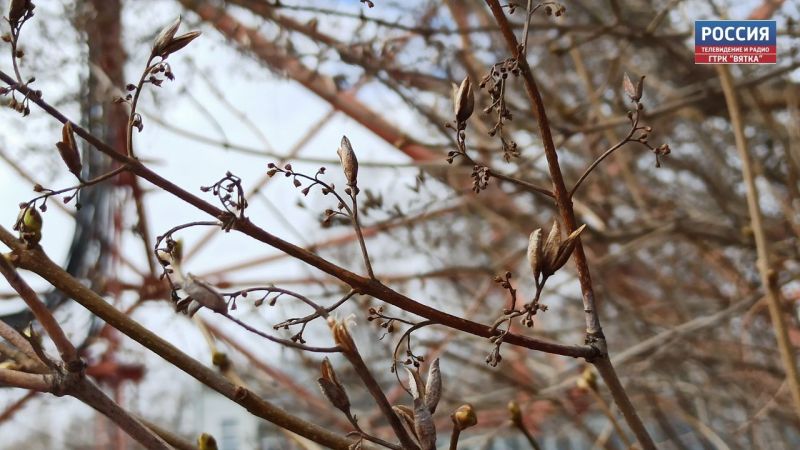 В Кировской области среда станет самым холодным днем недели