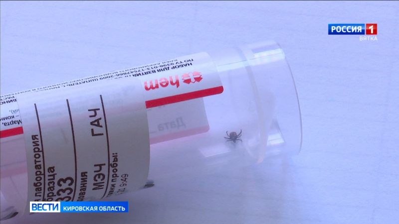 В Кировской области зарегистрировано первое нападение клеща: жертвой стал ребенок