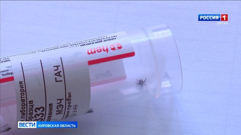 В Кировской области растет количество пострадавших от клещей