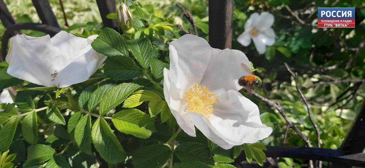 В пятницу в Кирове без осадков, в районах местами небольшой дождь
