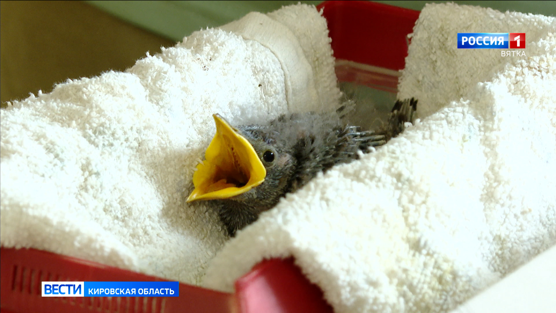 В «Большом гнезде» рассказали, что делать кировчанам, желающим помочь встреченным диким животным и птицам