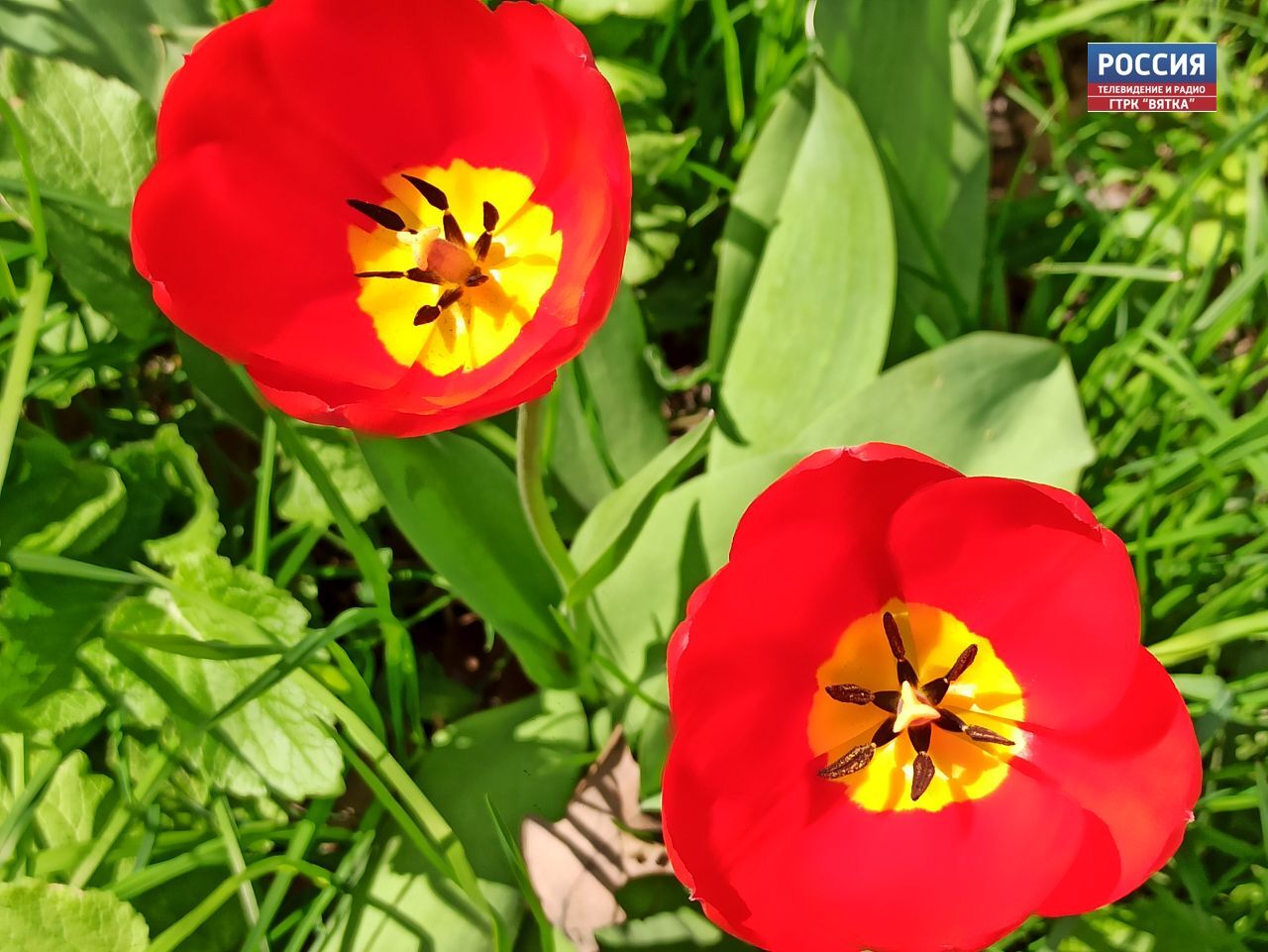 Днем в районах Кировской области местами кратковременный дождь