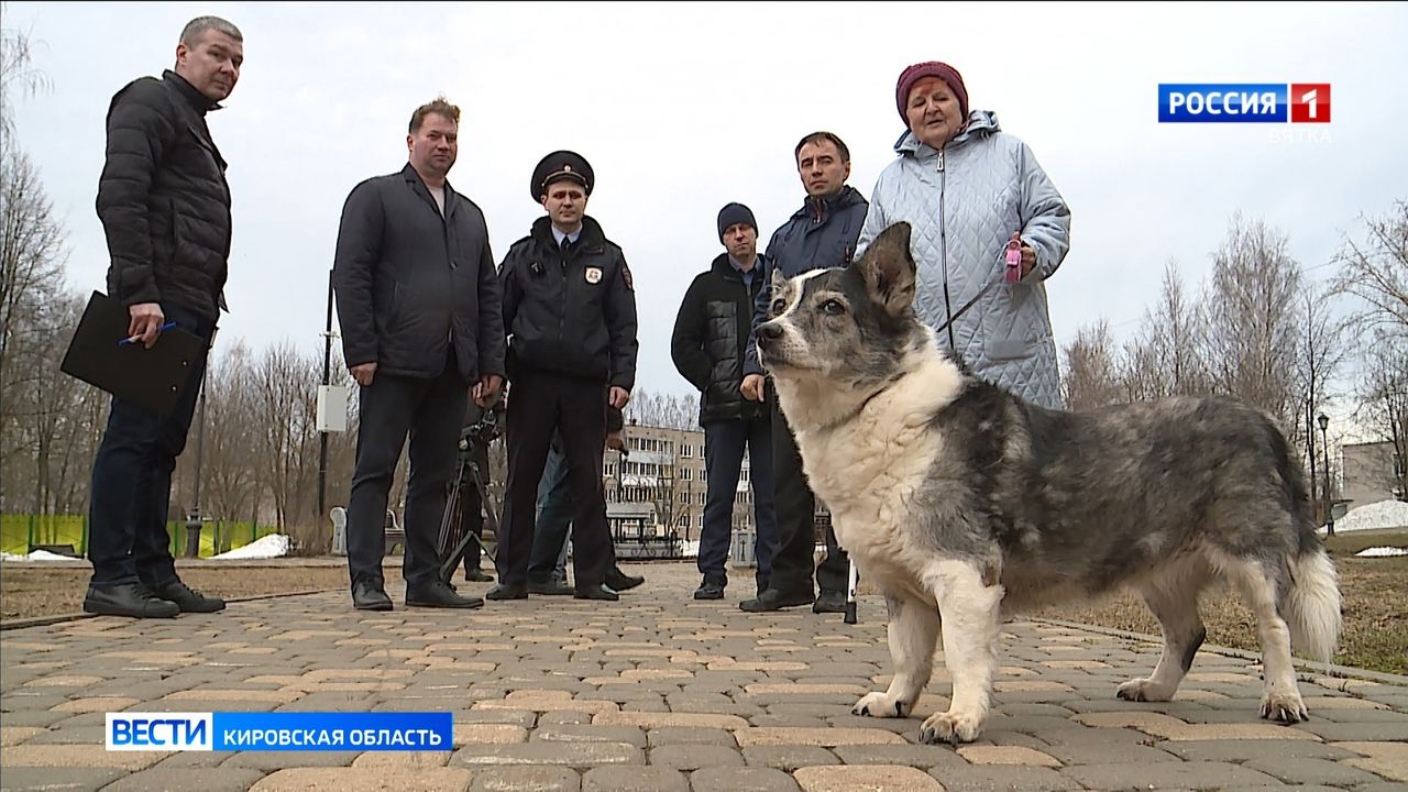 В Сосновке оборудовали площадку для выгула собак