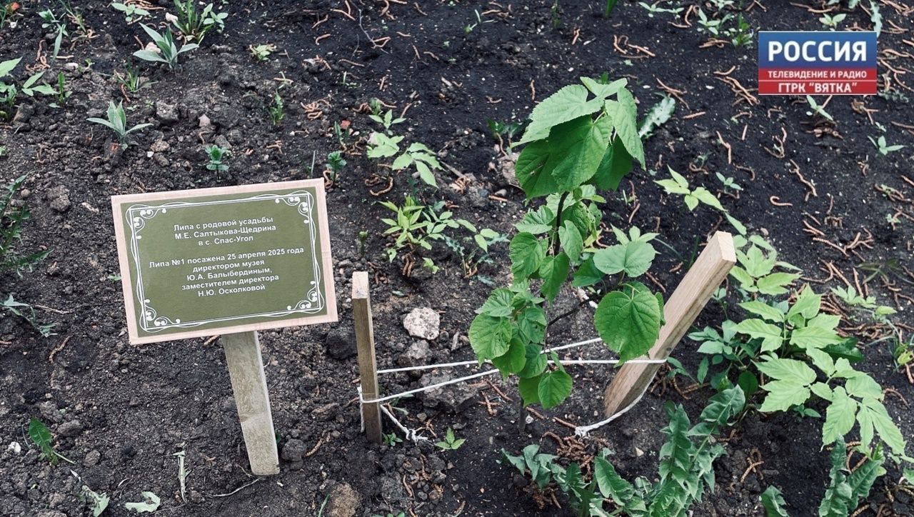 Через 70 лет в Кирове зацветут липы из родового поместья М.Е Салтыкова-Щедрина