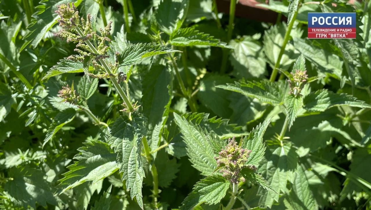 Кировчанам рассказали, чем полезна крапива