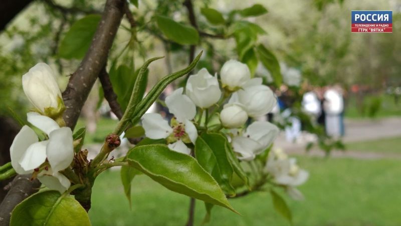 В субботу в Кировской области прогнозируют летнюю погоду: тепло и солнечно