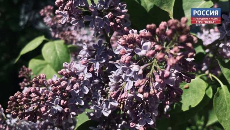 В понедельник в Кирове обещают теплую и ясную погоду