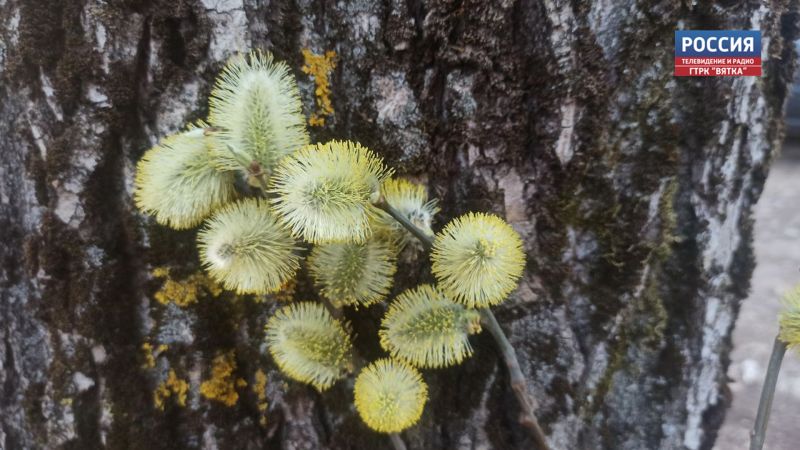 В понедельник в Кировской области возможен порывистый ветер