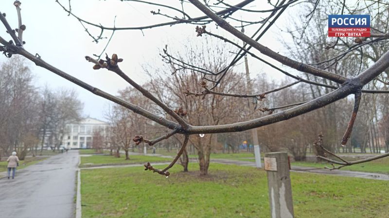 В пятницу в Кировской области ожидается кратковременный дождь