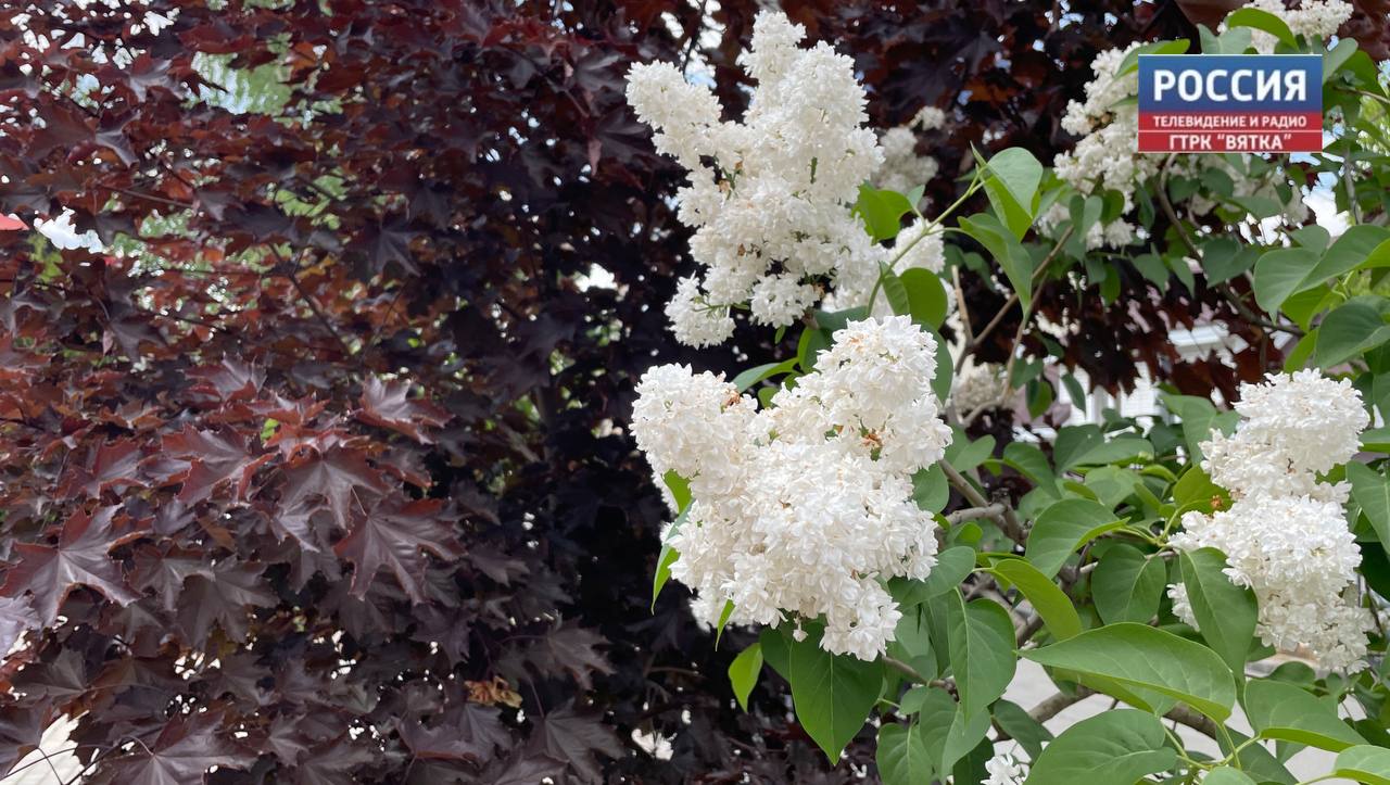 В среду в Кирове возможен ливень с грозой и градом