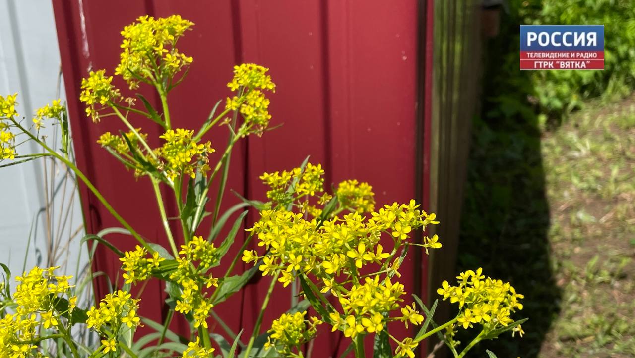 Во вторник в Кировской области ожидается до  33 градусов и грозы