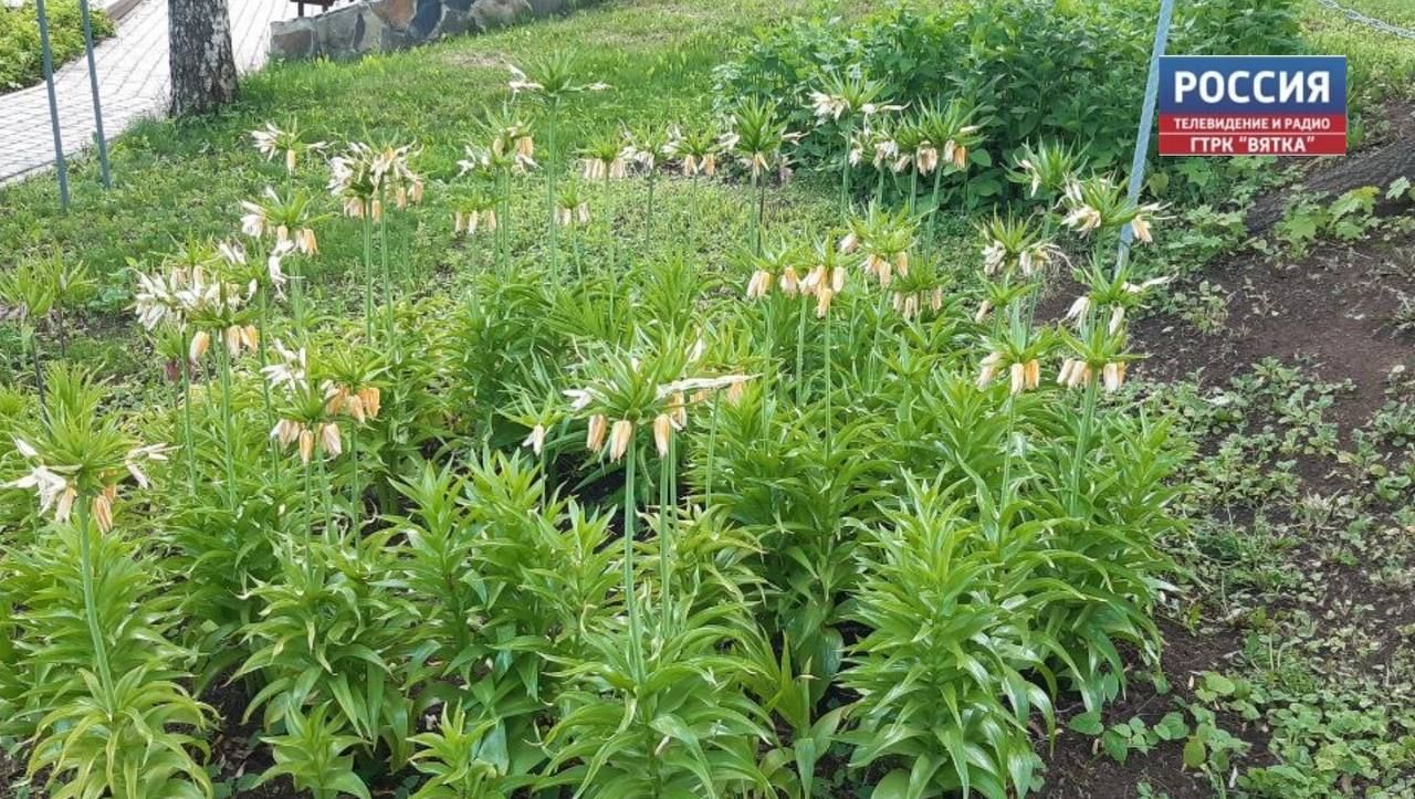 В понедельник в Кирове возможна гроза и до  29