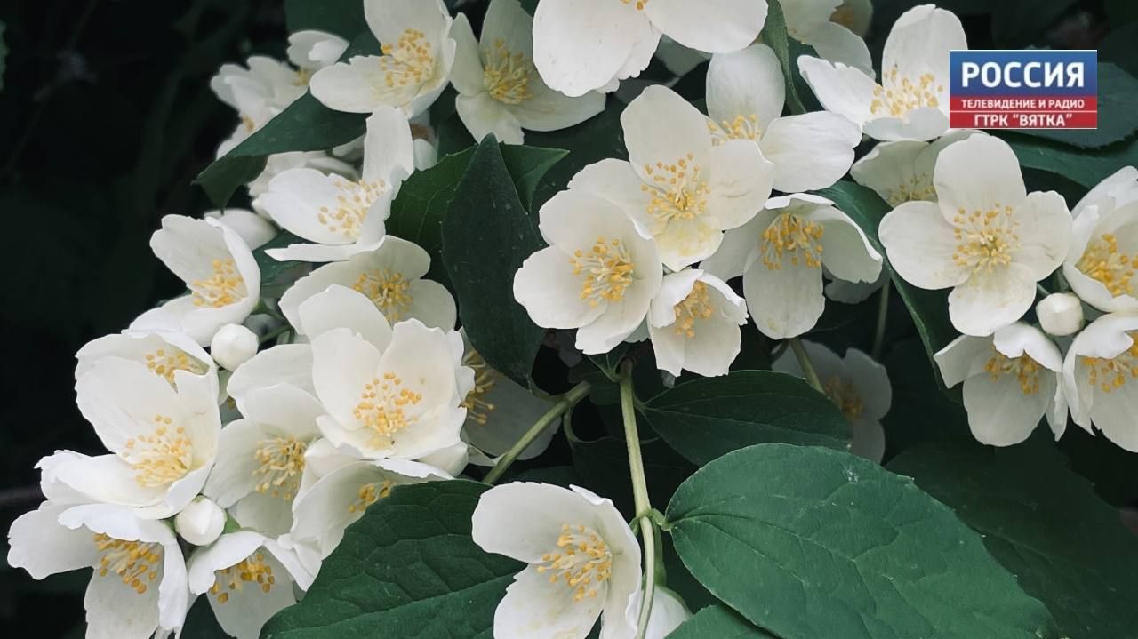 В понедельник в Кирове вновь обещают дожди и до  21