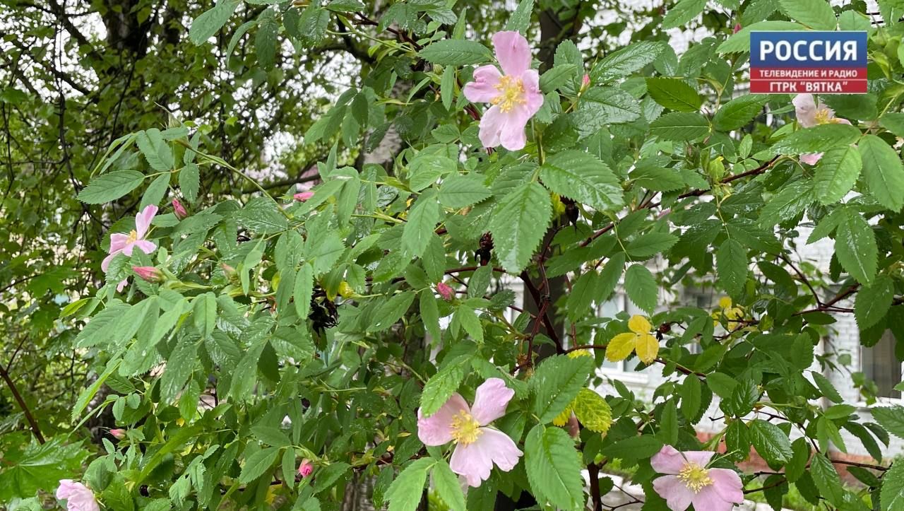 В среду в Кирове обещают грозы и до  21
