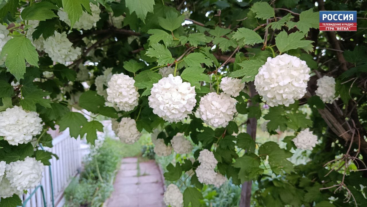 В четверг в районах Кировской области ожидается кратковременный дождь и гроза