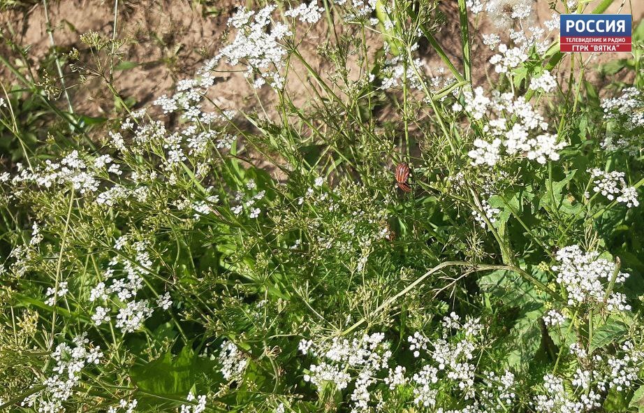 В Кировской области в воскресенье прогнозируют местами небольшой дождь