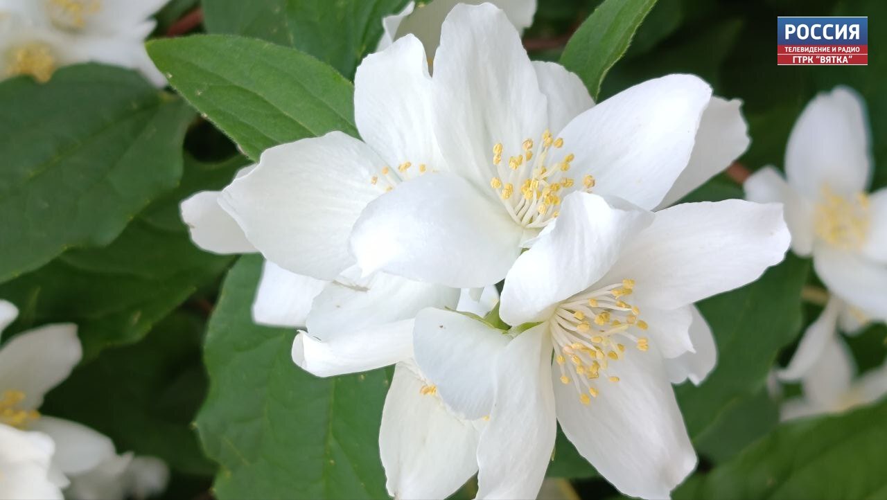 В среду в Кировской области прогнозируют кратковременный дождь и грозу