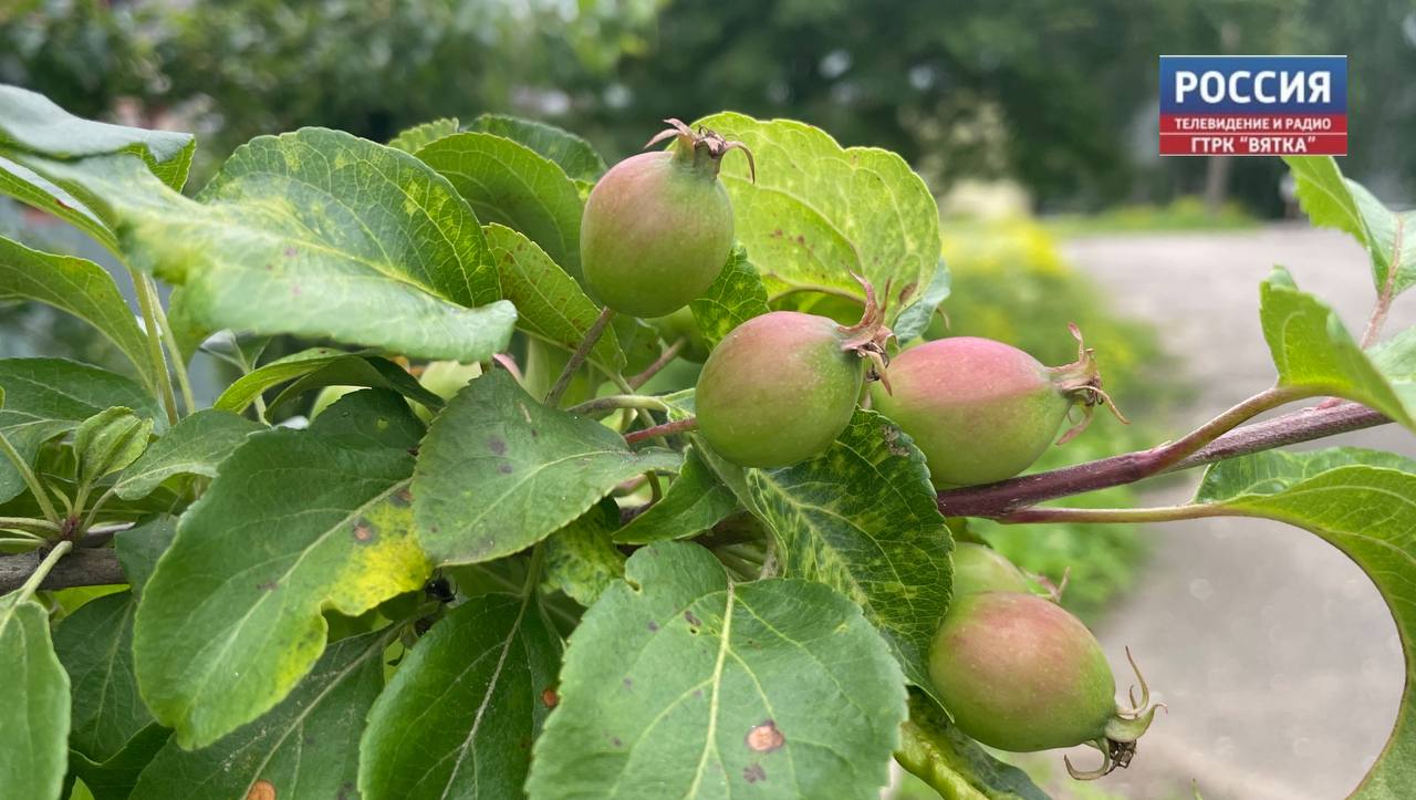 В субботу в Кировской области ожидается кратковременный дождь