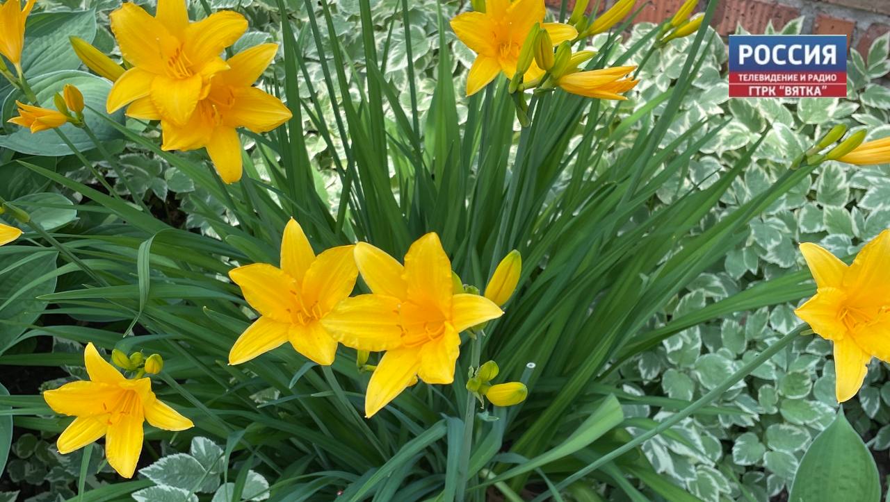 В Кировской области ожидается кратковременный дождь и гроза