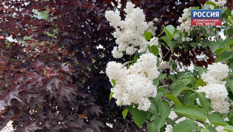 В среду в Кирове возможен ливень с грозой и градом