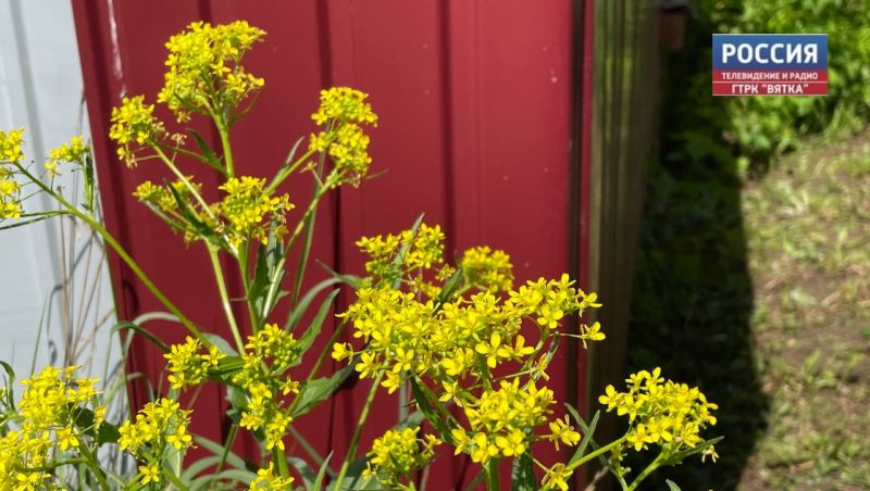 Во вторник в Кировской области ожидается до  33 градусов и грозы