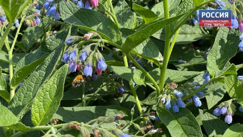 В четверг в Кировской области ожидается кратковременный дождь