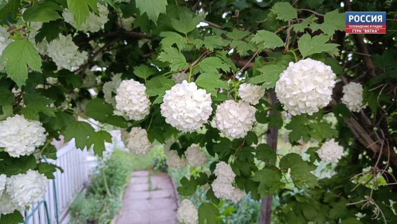 В четверг в районах Кировской области ожидается кратковременный дождь и гроза