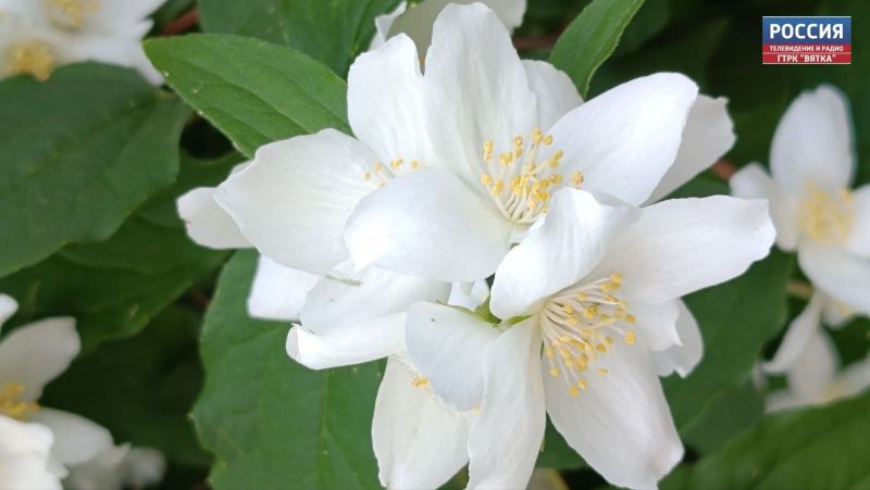 В среду в Кировской области прогнозируют кратковременный дождь и грозу