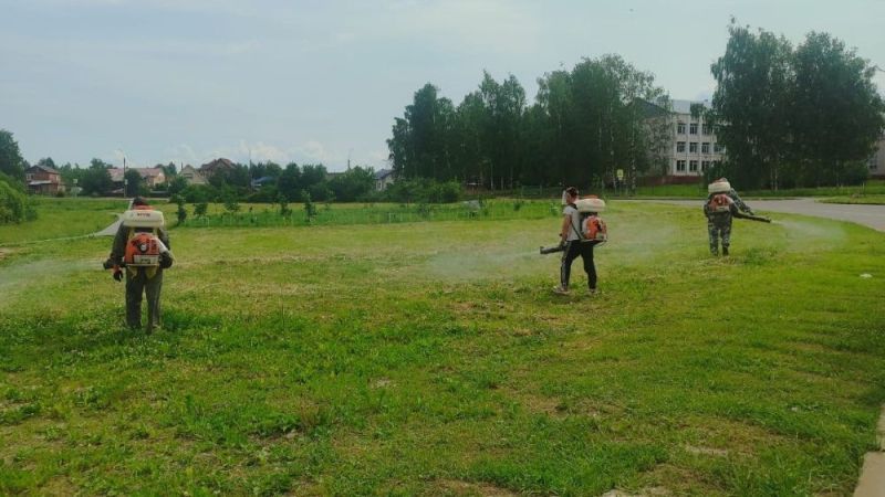 В Кирове начался второй этап обработки от клещей