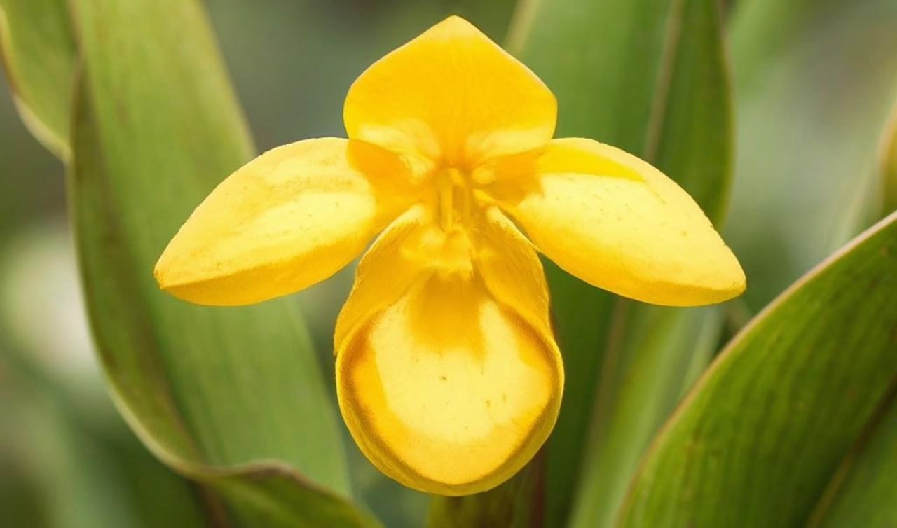 В Кильмезском районе нашли редкие и краснокнижные растения