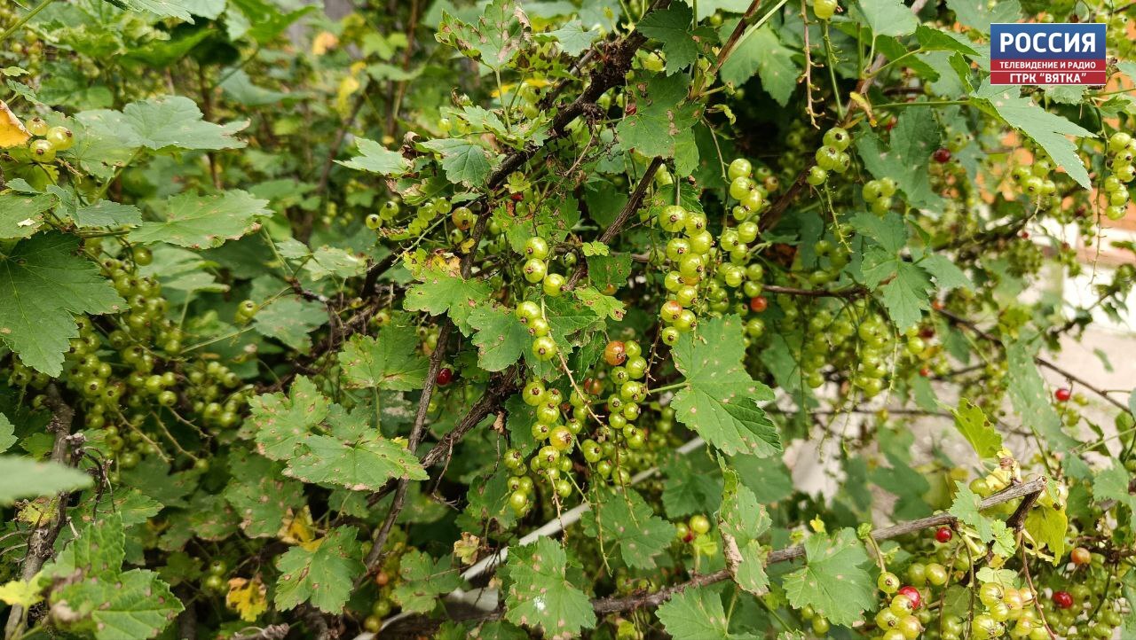 В четверг в Кирове - без осадков, в районах - небольшой дождь и гроза