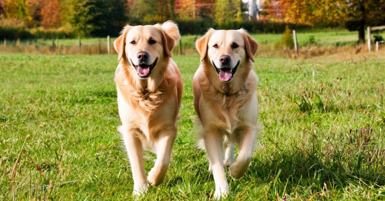 Владельцы собак 143 раза нарушили закон в июне