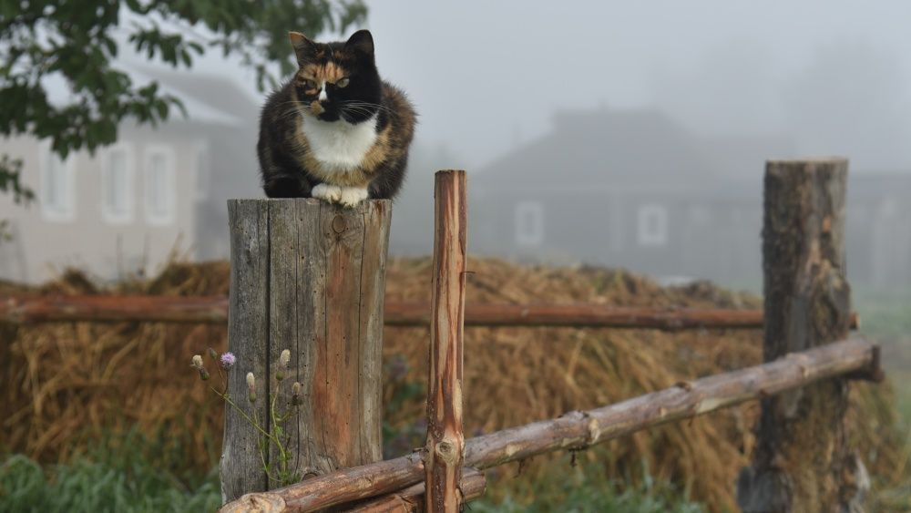 В Кирове презентовали фотовыставку о русской деревне