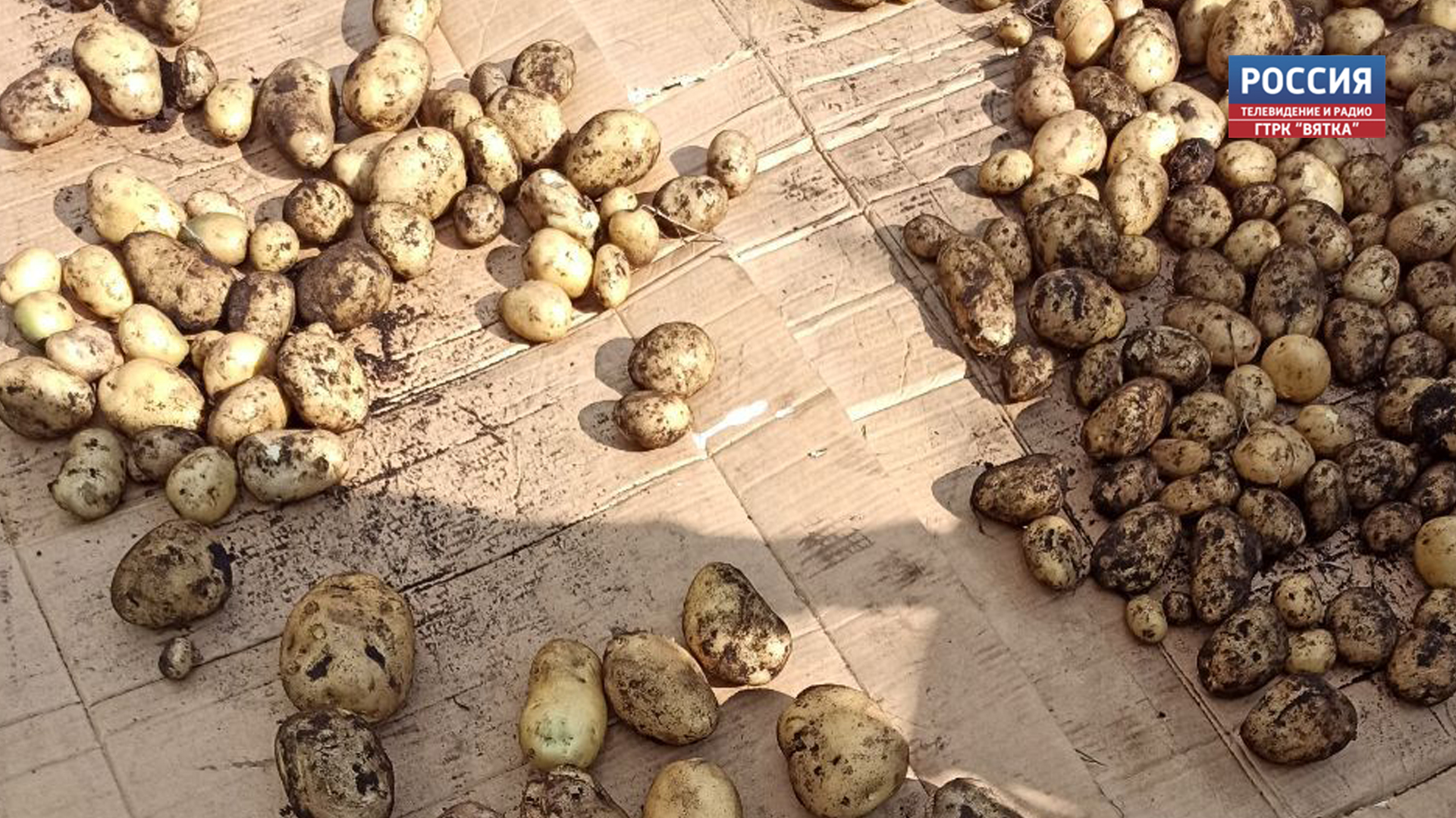 Площадь под выращивание овощей в Кировской области увеличена на 30%