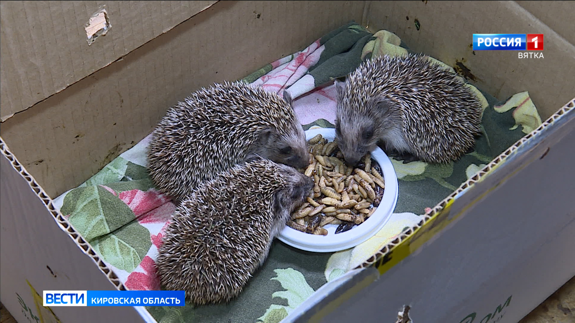 В центр «Большое гнездо» за несколько дней поступило более десяти ежат