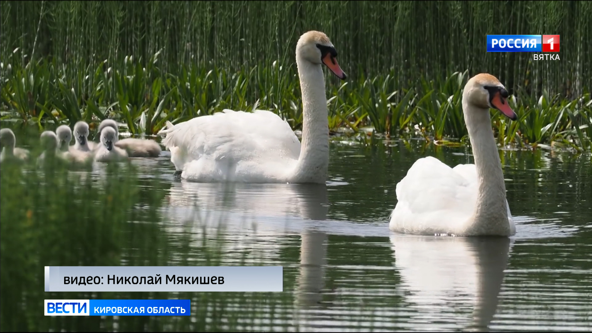 Кировский фотограф-анималист продолжает наблюдение за семьей лебедей-шипунов в Заречном парке