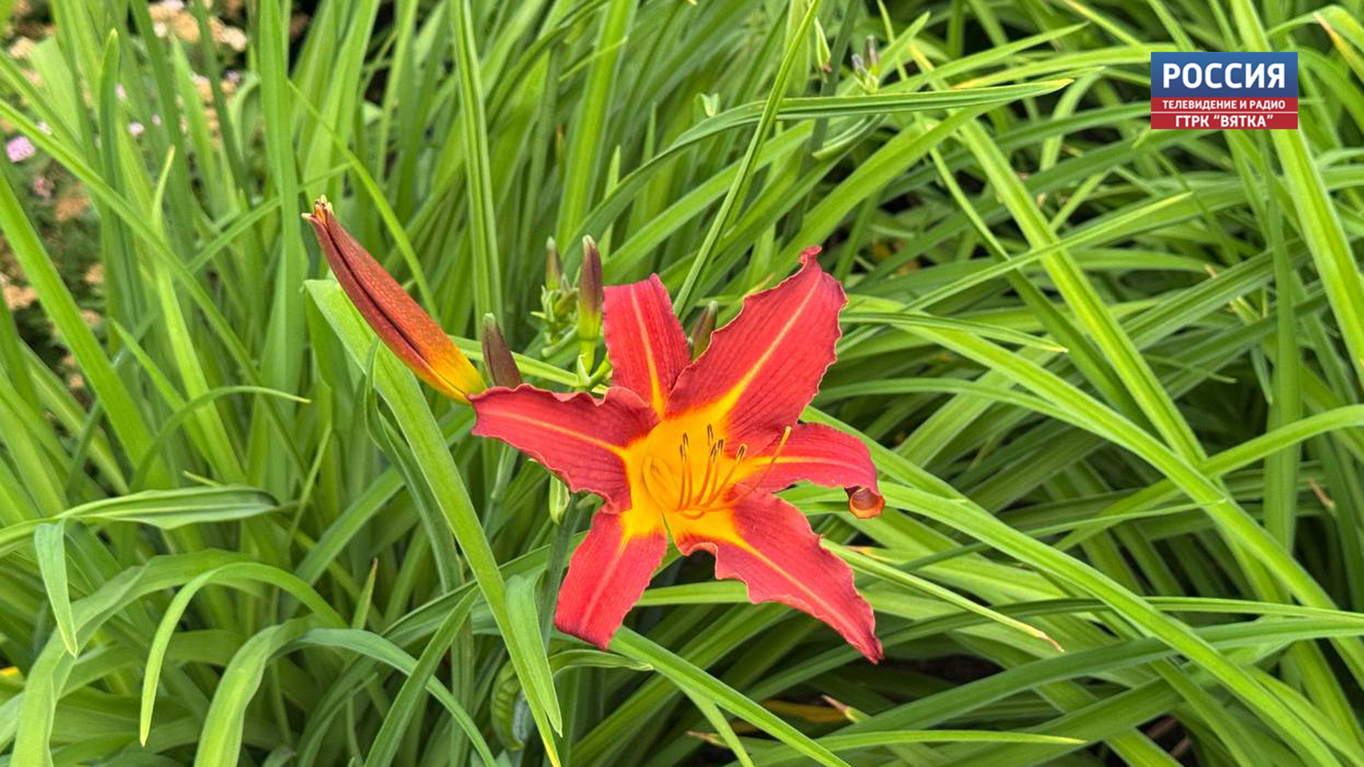 В понедельник в Кировской области обещают до  30 градусов