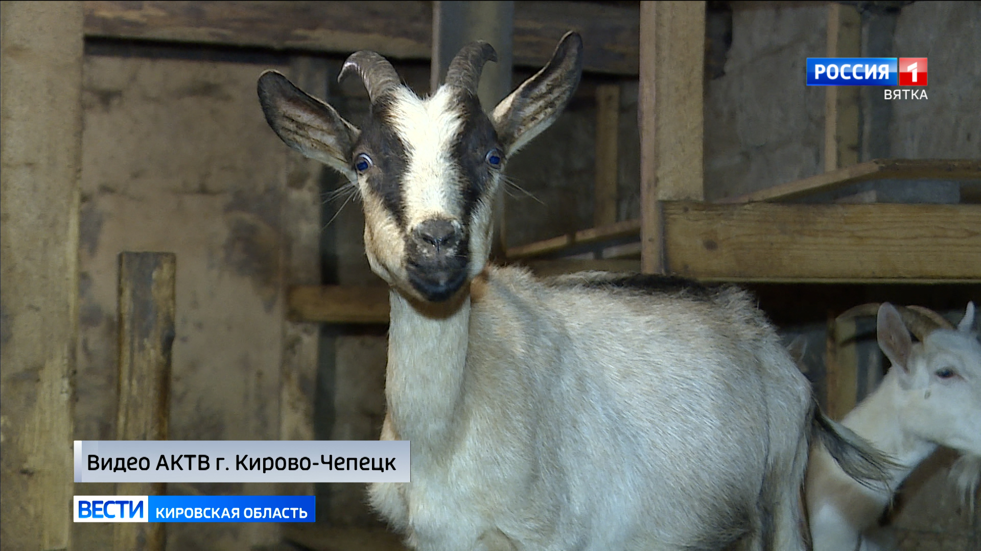 Продолжение истории с животными в Кстинино. Ситуация под контролем ветеринаров