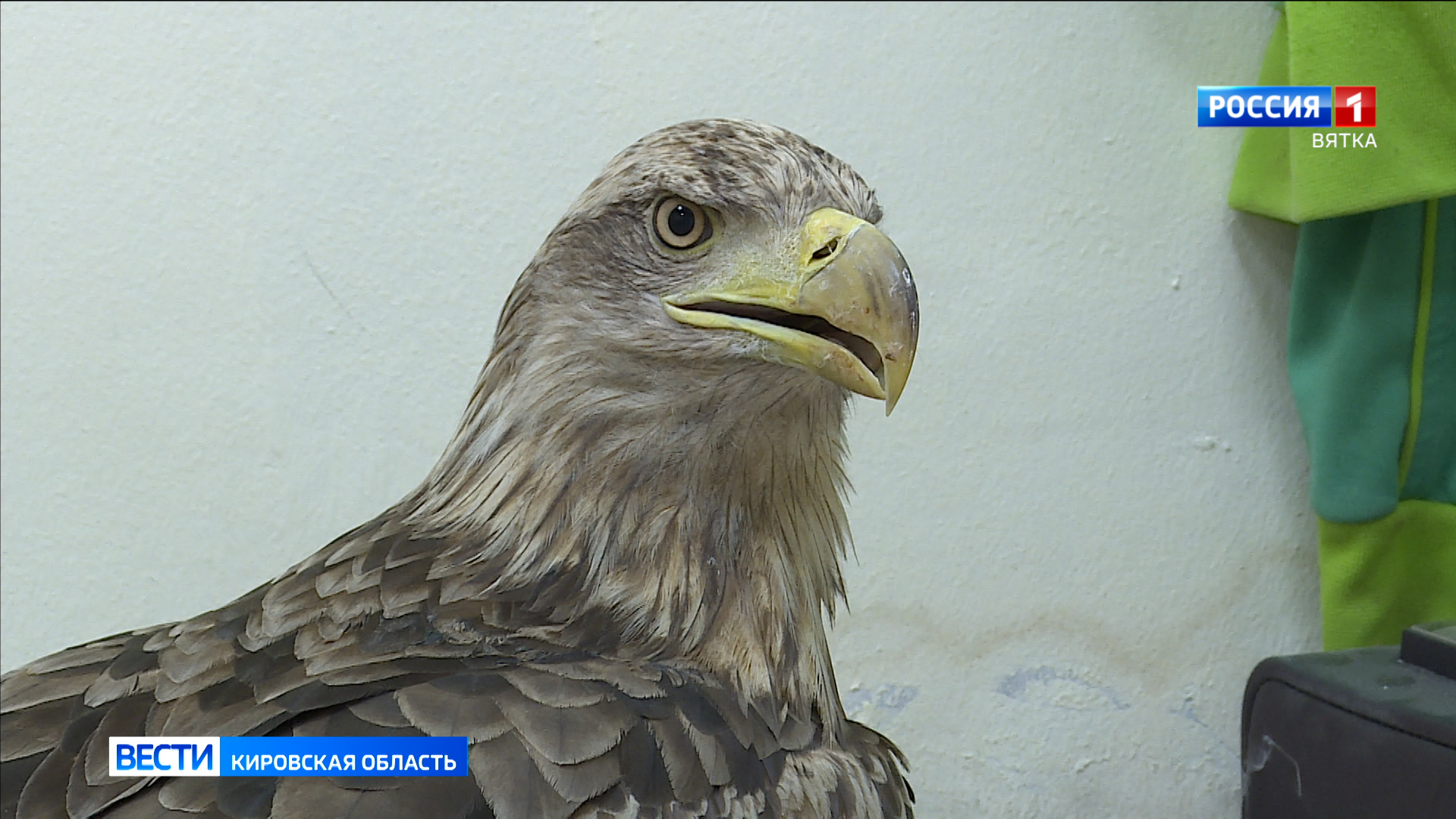 Кировские ветеринары выхаживают краснокнижного орлана-белохвоста
