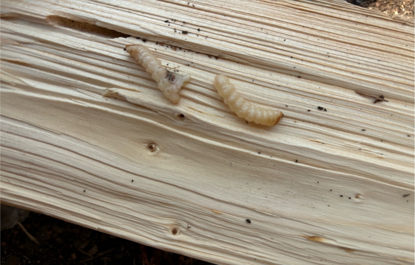 Предотвращён вывоз почти 3 тысяч кубометров заражённого леса из Кировской области в другие регионы России