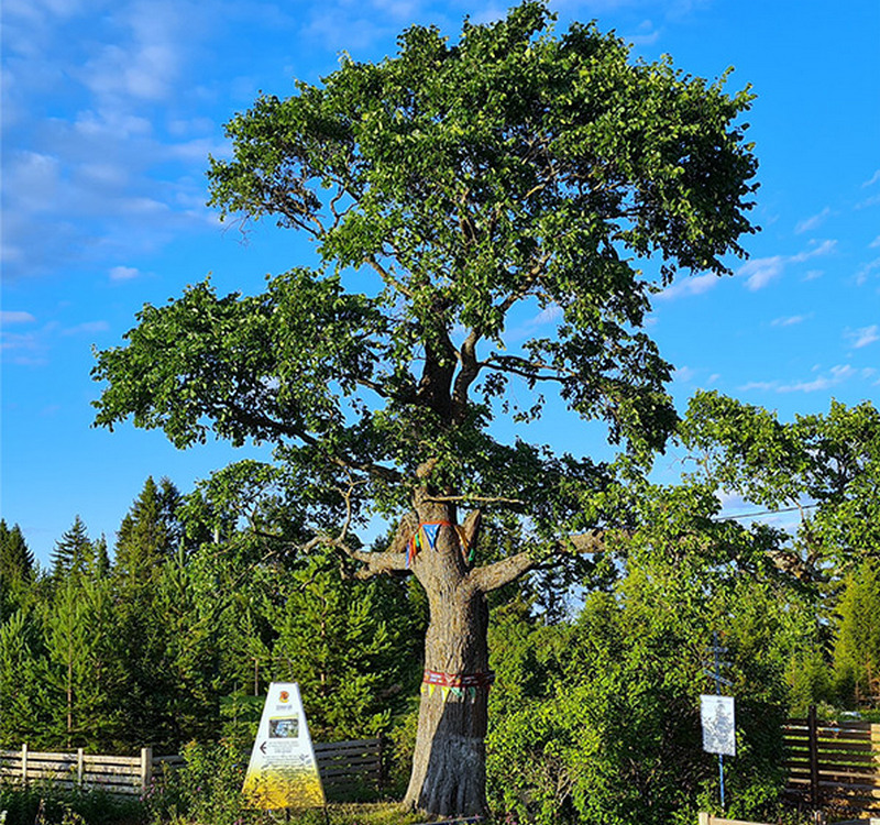 Слободской вяз борется за звание «Российское дерево года 2025»