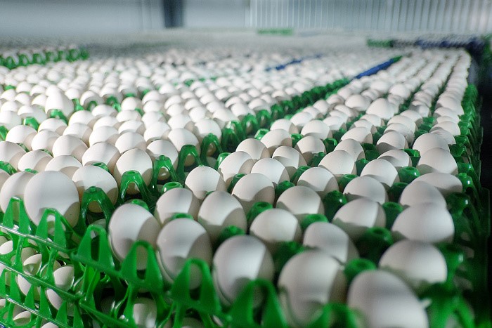 Благодаря увеличению производства куриных яиц в Кировской области добились снижения цен на 20%