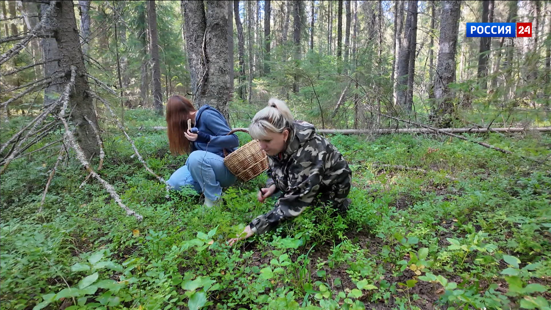 Кировчанам рассказали о правилах сбора грибов и мерах безопасности при походе в лес