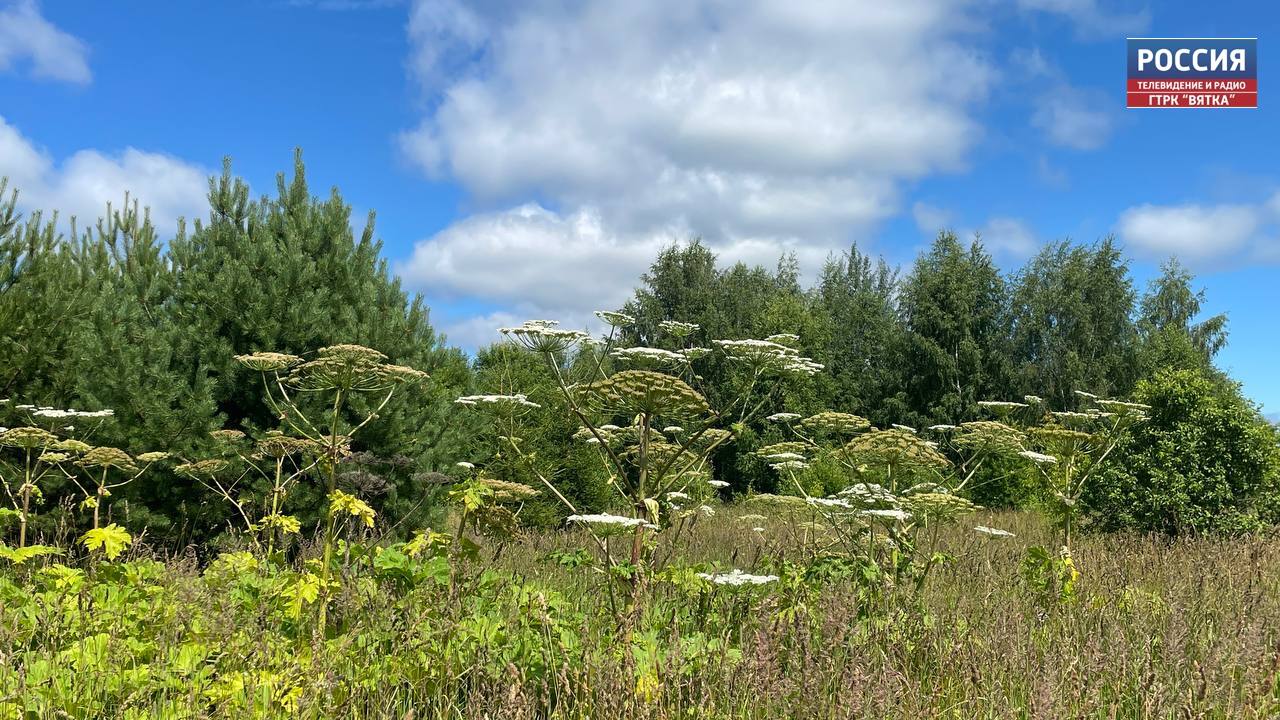 В Кировской области продолжается борьба с борщевиком