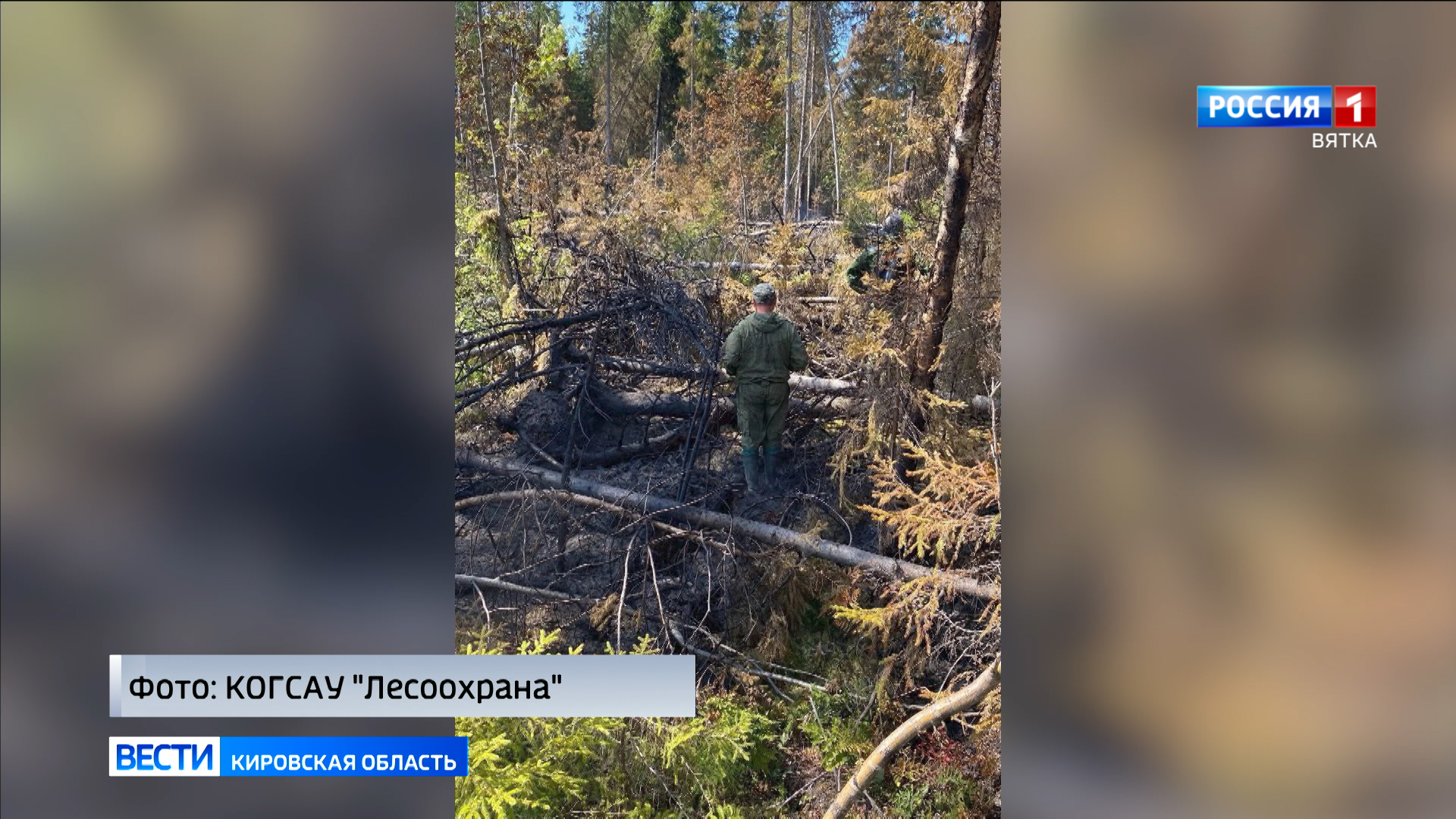 В Даровском лесничестве был ликвидирован лесной пожар