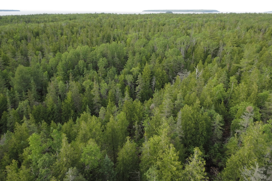 Полицейские спасли пенсионера из Белой Холуницы, заблудившегося в лесу