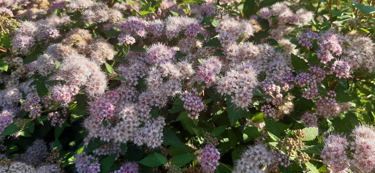 В среду в Кировской области утром ожидается гроза и туман, днем - дождь