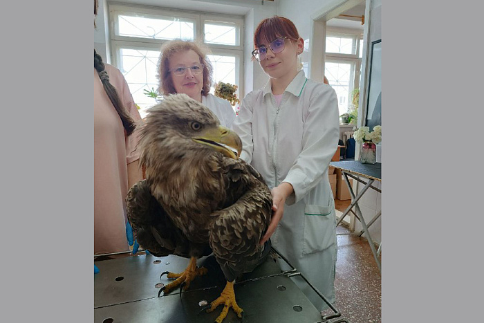 В Кировской области спасли краснокнижную птицу