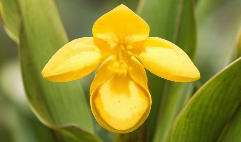 В Кильмезском районе нашли редкие и краснокнижные растения