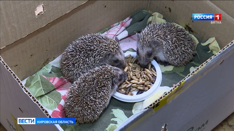 В центр «Большое гнездо» за несколько дней поступило более десяти ежат